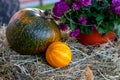 Two pumpkins and flowers on hay. Close-up Royalty Free Stock Photo