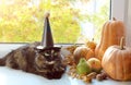 On Halloween, a black cat in a hat sits on the windowsill next to a pumpkin, a pear Royalty Free Stock Photo