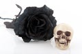 Halloween black rose