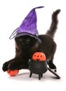 Halloween black siberian kitten