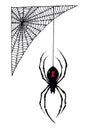 Halloween Black Widow Spider Hangs from its Web