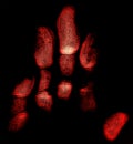 Halloween - bloody imprint of hand on black background. Palm print. Horror