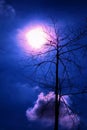 Halloween blue night with bird on the tree Royalty Free Stock Photo