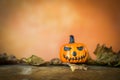 Halloween card background idea, Halloween pumpking with space on blurred background