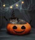 Halloween cat in a black witch hat lying in a big pumpkin. Cat in a pumpkin with a jack lantern face on a dark background. Royalty Free Stock Photo