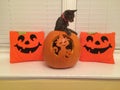 Halloween cat