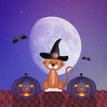 Halloween cat and pumkins