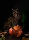 Halloween cat. Fluffy brown cat and a pot of pumpkin potion, on a black background with green smoke