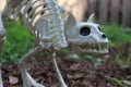 Halloween cat skeleton decoration