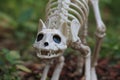 Halloween cat skeleton decoration