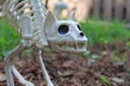 Halloween cat skeleton decoration