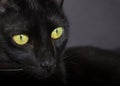 Halloween concept, Black cat. Face of Domestic pet looking to th Royalty Free Stock Photo