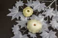 Halloween concept. Ghostly white maple leaves on a branch, pumpkins