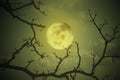 Halloween concept: Spooky forest with full moon and dead trees, dark horror background Royalty Free Stock Photo