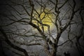 Halloween concept: Spooky forest with full moon and dead trees, dark horror background Royalty Free Stock Photo