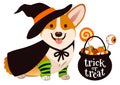 Halloween corgi puppy dog dressed as witch, wearing hat and cape