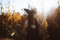 Halloween costume witch girl portrait in a cornfield at sunset. Beautiful serious young woman in witches hat with long black hair Royalty Free Stock Photo