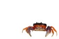 Halloween Crab Royalty Free Stock Photo