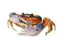 Halloween Crab Royalty Free Stock Photo
