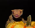 Halloween Crested Gecko Royalty Free Stock Photo