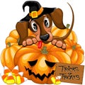 Halloween Dachshund Cute with Jack o Lantern and Candies vector illustrations Royalty Free Stock Photo