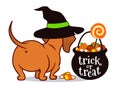 Halloween dachshund puppy dog, in witch`s hat with black trick or treat cauldron filled with candy corn, candy pumpkins and Royalty Free Stock Photo