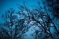 Halloween dead tree branches and night moonlight background