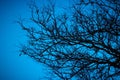 Halloween dead tree branches and night moonlight background Royalty Free Stock Photo