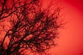 Halloween dead tree branches and orange moonlight background