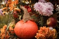 Halloween decor with various pumpkins, autumn vegetables and flowers. Harvest and garden decoration Royalty Free Stock Photo