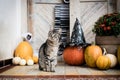 Halloween decorated front door with various size and shape pumpkins. Cat on Front Porch decorated for the Halloween. Royalty Free Stock Photo