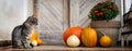 Halloween decorated front door with various size and shape pumpkins. Cat on Front Porch decorated for the Thanksgiving.