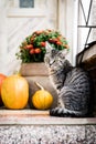 Halloween decorated front door with various size and shape pumpkins. Cat on Front Porch decorated for Thanksgiving. Royalty Free Stock Photo