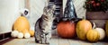 Halloween decorated front door with various size and shape pumpkins. Cat on Front Porch decorated for the Halloween banner. Royalty Free Stock Photo