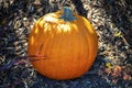 Halloween decoration autumn squash or pumpking orange color brown stem and vegetable exterior in shadow and sunlight