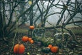 Halloween decoration with pumpkins in dark forest