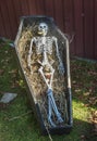 Halloween decoration skeleton in a coffin