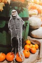 Halloween decorations. Skeleton and fresh pumpkins. Farmers market. Ripe vegetables on shelves for sale in countryside.