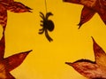 Halloween decorations. Spider shadow on orange background. Copy space Royalty Free Stock Photo