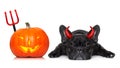 Halloween dog banner Royalty Free Stock Photo