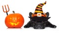 Halloween dog banner Royalty Free Stock Photo