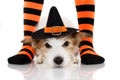 HALLOWEEN DOG AND CHILD COSTUME. JACK RUSSELL WEARING A WITCH OR WIZARD LYING DOWN BETWEEN STRIPED ORANGE AND BLACK SOCKS OF ITS