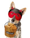 Halloween Dog in Devil Mask Carrying Treats Royalty Free Stock Photo