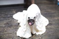 Halloween dog Royalty Free Stock Photo