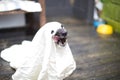 Halloween dog Royalty Free Stock Photo