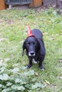 Halloween dog Royalty Free Stock Photo