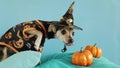Halloween Dog, pet in halloween costume and hat eats a treat, veterinary clinics, pet food