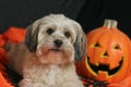 Halloween Dog with Pumpkin Royalty Free Stock Photo