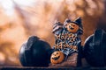 Halloween festival Close up of Halloween head Pumpkins doll and Royalty Free Stock Photo