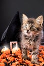 Halloween fluffy kitten walking on candy against the background of a hat and pumpkin candles on a black background Royalty Free Stock Photo